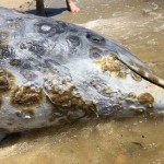 Dead dolphin of the Mississippi Sound