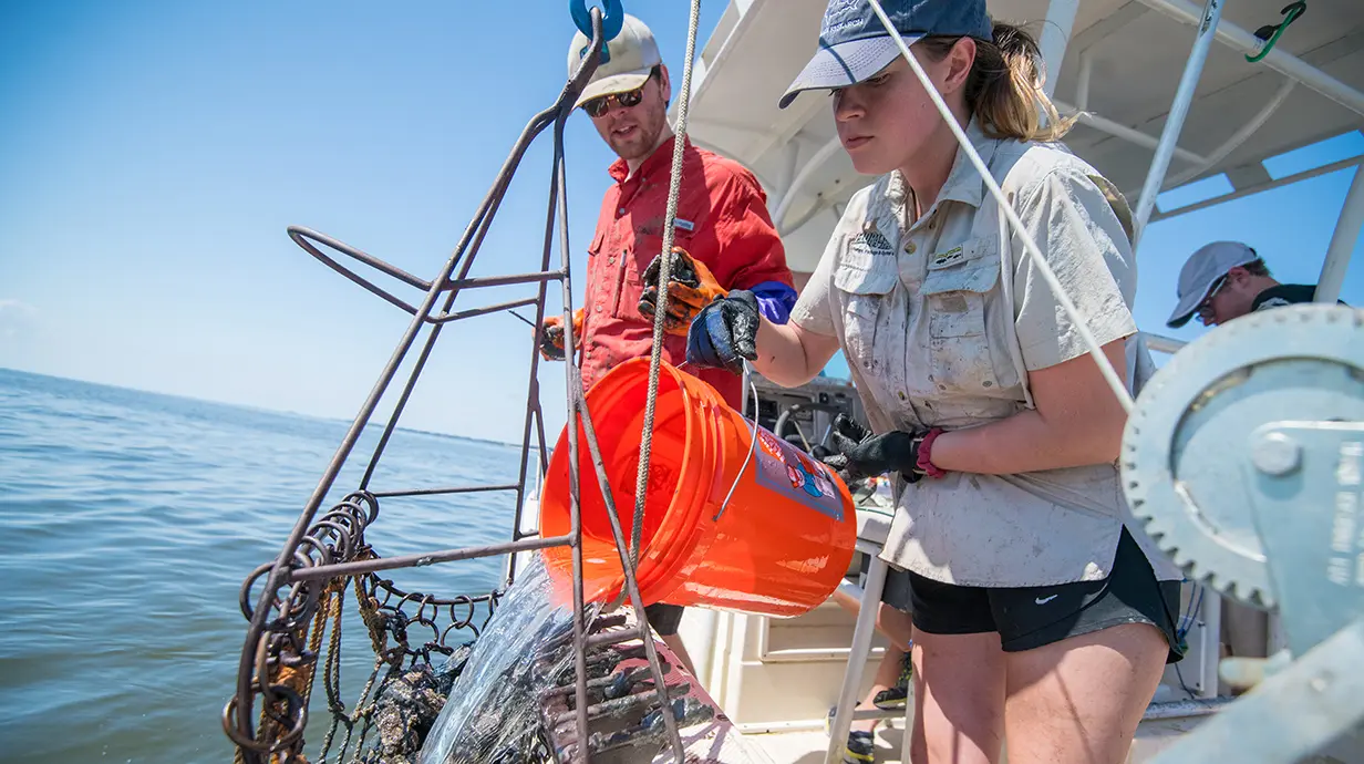 OXFORD, Miss. – Biloxi was once known as the oyster and seafood capital of the world, with a thriving economy of fishermen often visiting the Gulf Coast's oyster reefs daily.