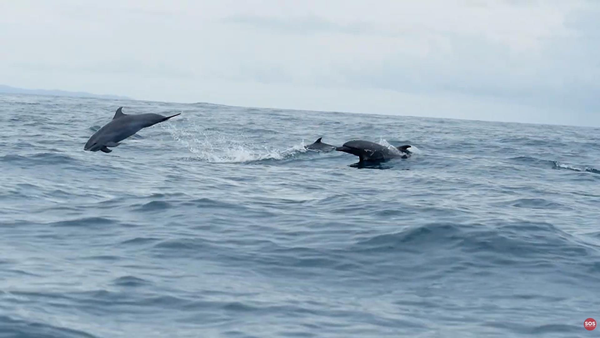 Through the eye of the dolphin